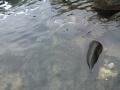 gal/Ile Maurice/_thb_SP_A0335_Tamarin_Hotel.jpg
